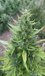 Susz konopny CBD CBG 100% Polska uprawa Naturalny Wysoka Jakość!