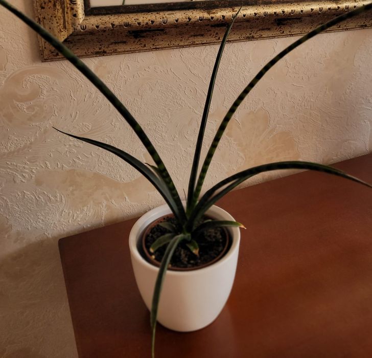 Roślina doniczkowa .Sensewieria