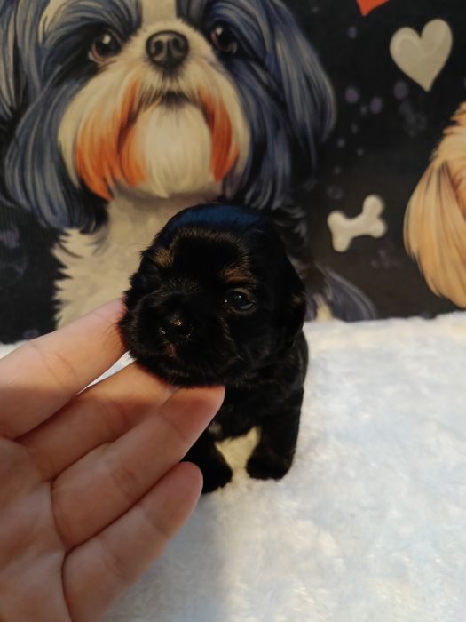 Szczeniaki Shih Tzu