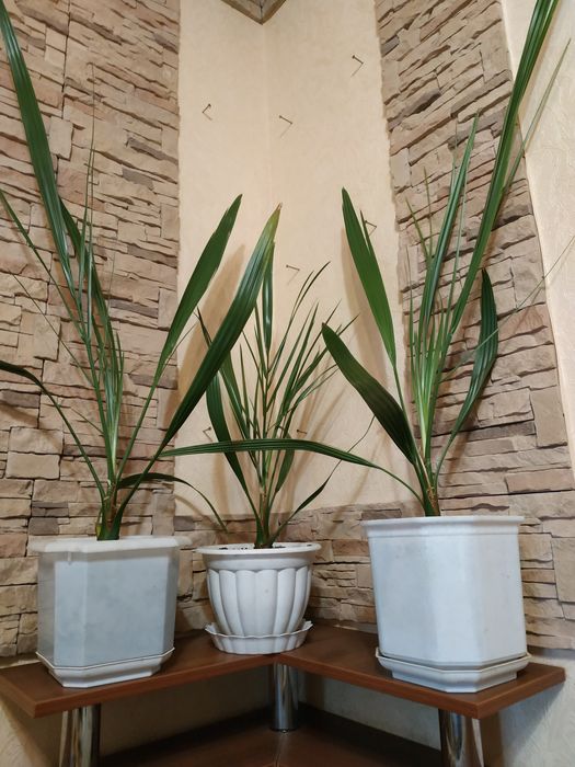 Финиковая пальма 4 года