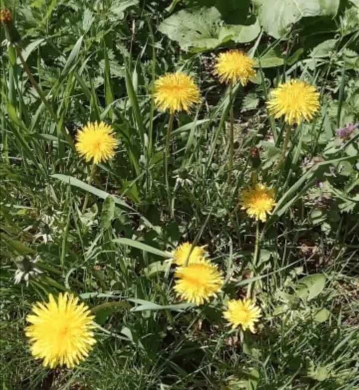 Syrop czarny bez kwiat od zielarza