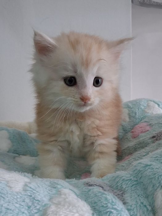 Gatinho Bosques da Noruega  com lop