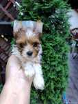 Yorkshire terrier GAJA White ocean Perl suczka