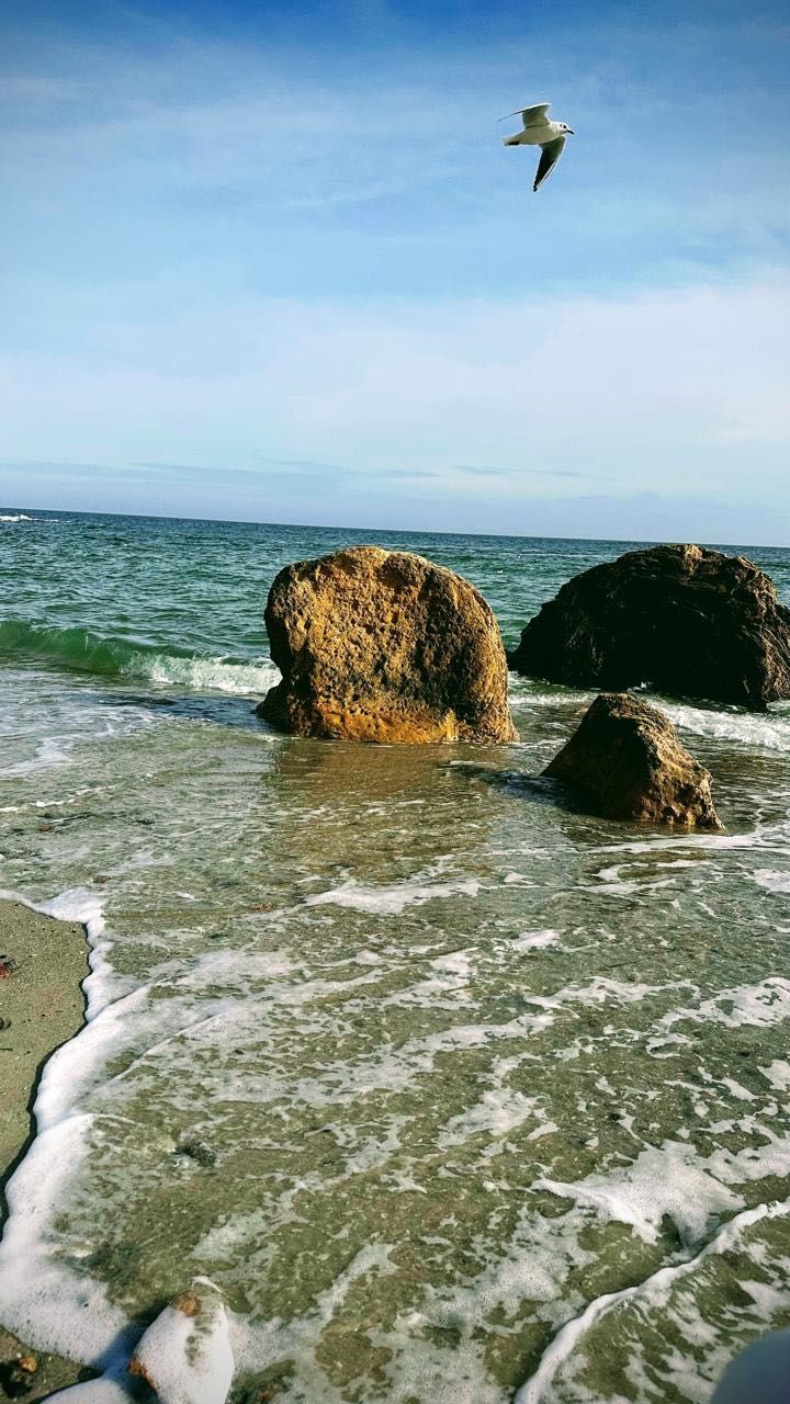 Свіжі морські мідії з моря Одеса