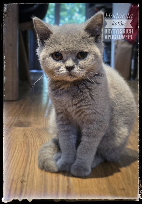 Piękny brytyjczyk w klasycznym kolorze.