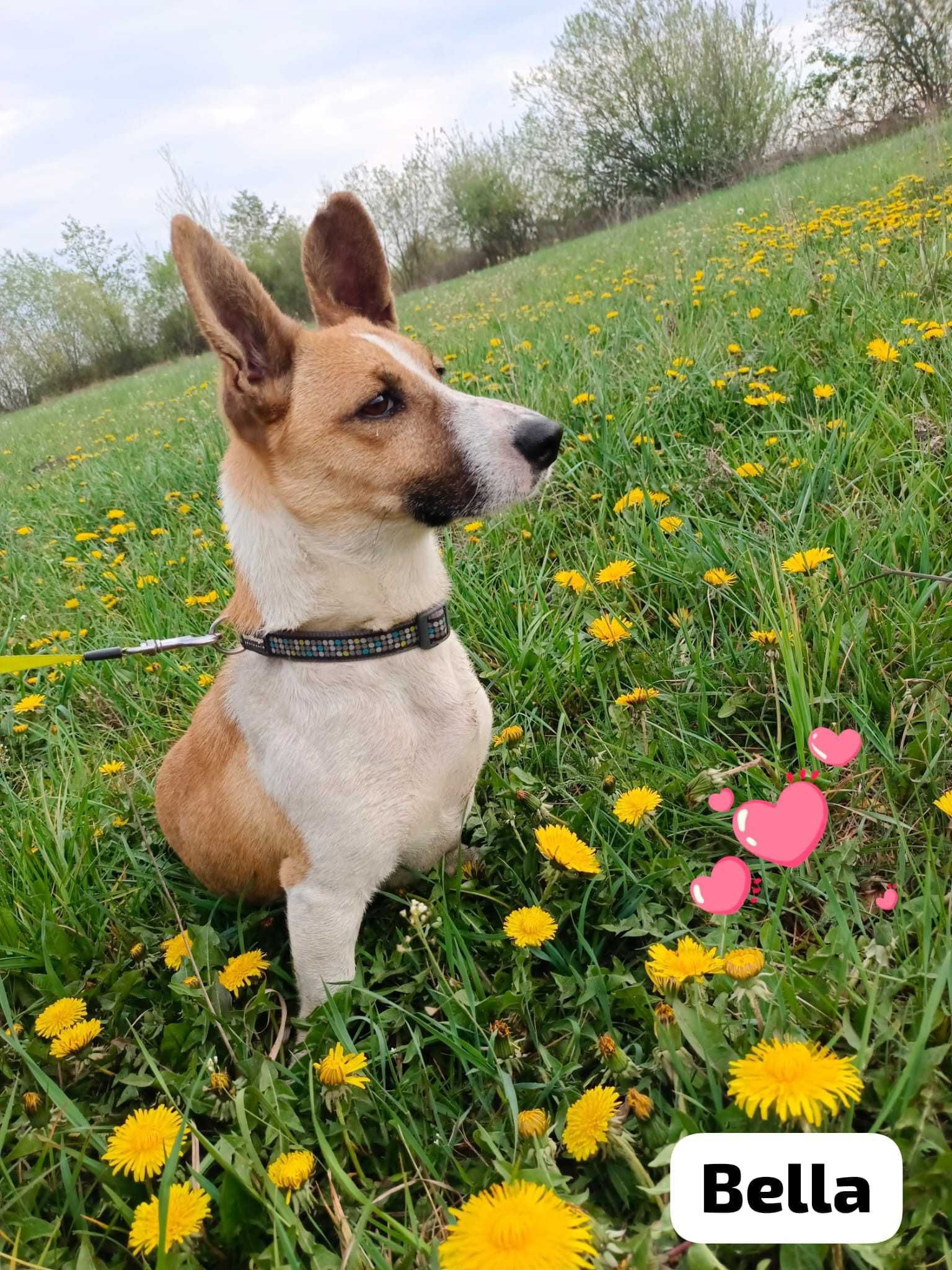 Bella ok 1,5 r. sunieczka czeka na adopcję z kotem i dziećmi Marta Bin