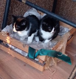 Młode kotki do adopcji