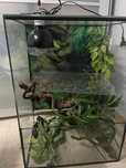 Terrário para répteis