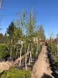 Orzech Laskowy Leszczyna Turecka 300cm 'Corylus Colurna'