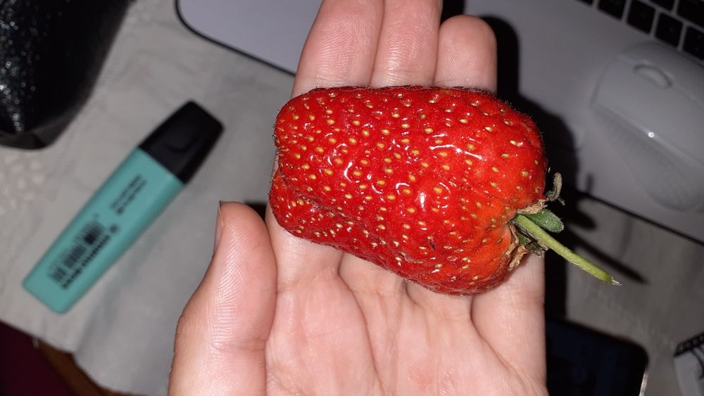 Mudas morangueiro Portola