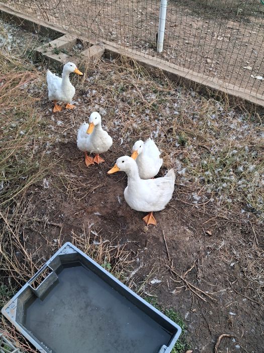Vendo patos marreco pequim casais adultos