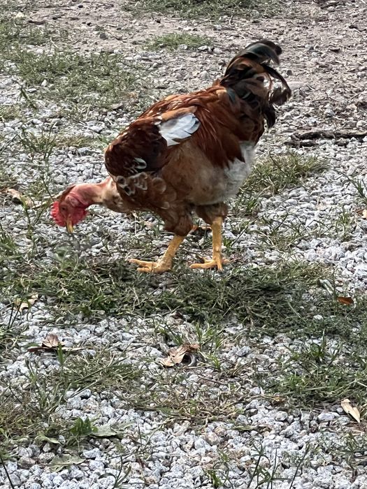 Frango Caseiro Traçado a Frango do Aviário