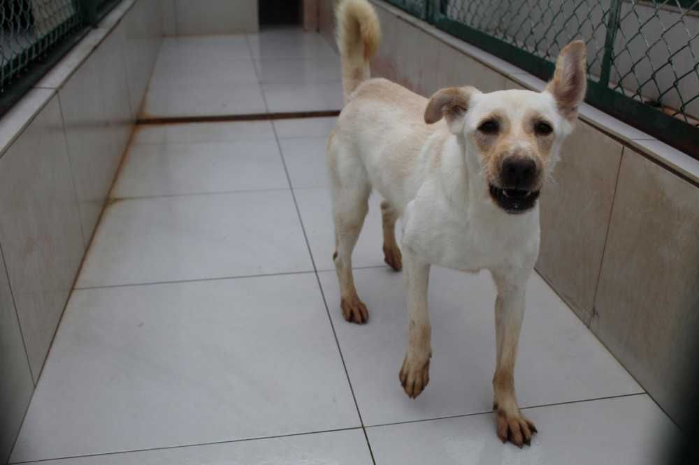 039517 Roli do adopcji.