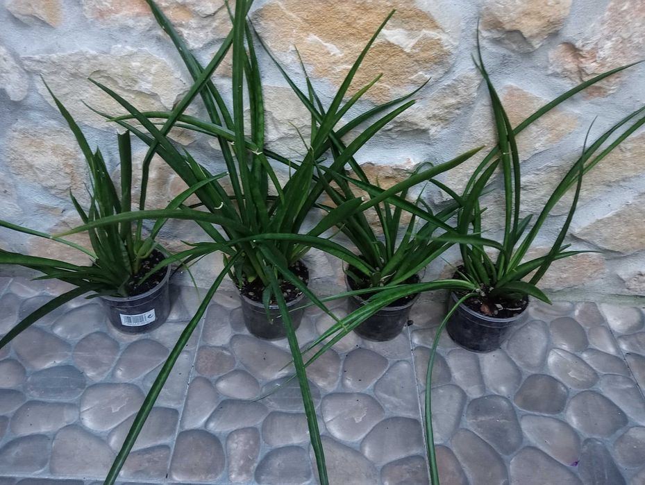 Planta natural, vasos da foto