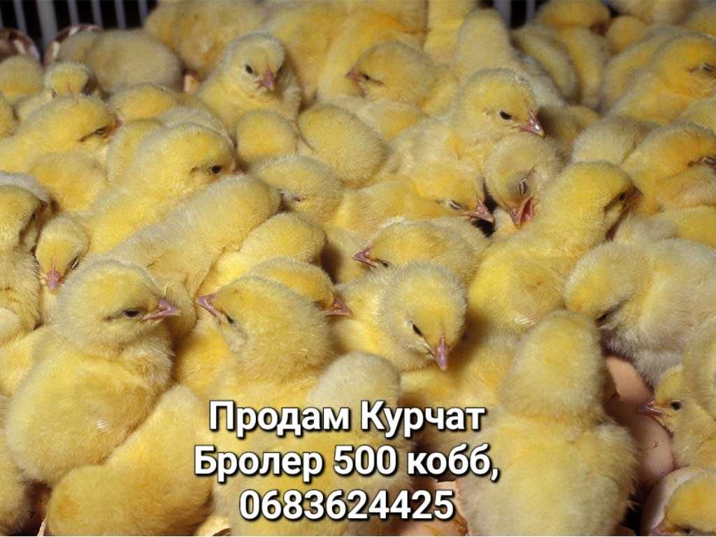 Продам Курчат, каченят все на фото