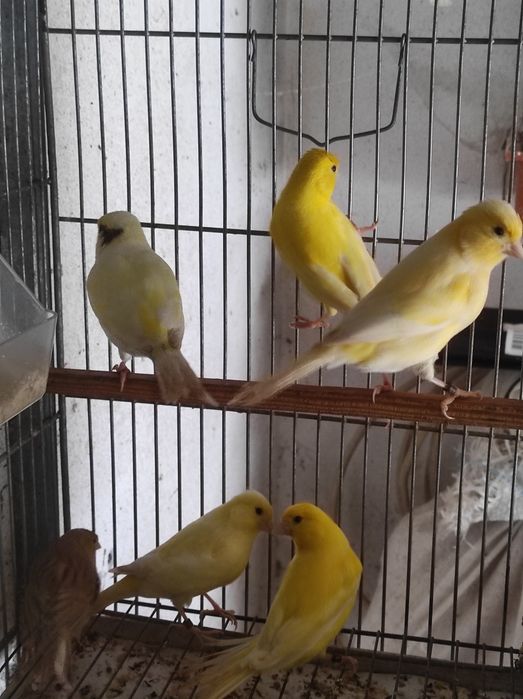 Canários viárias raças