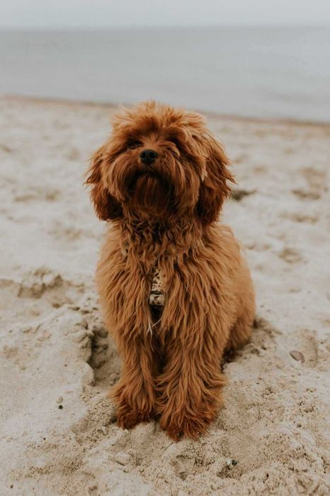 Cavapoo > piesek > rezerwacja .