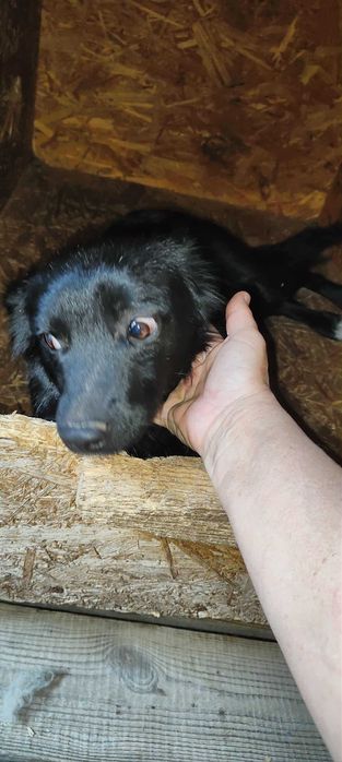 Pokochaj maleńką kochana sunię adoptuj
