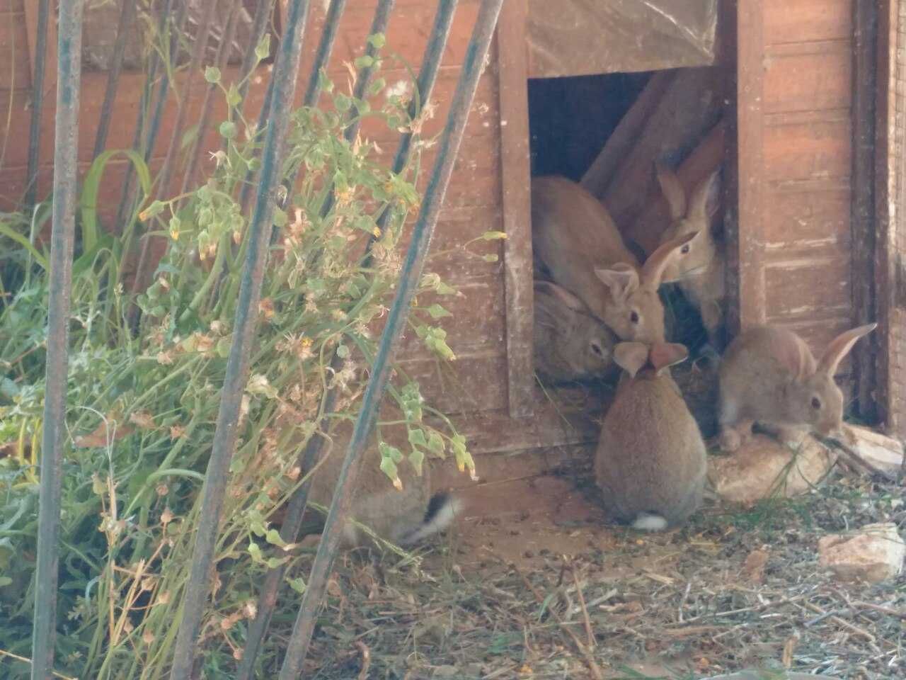Coelhos Caseiros