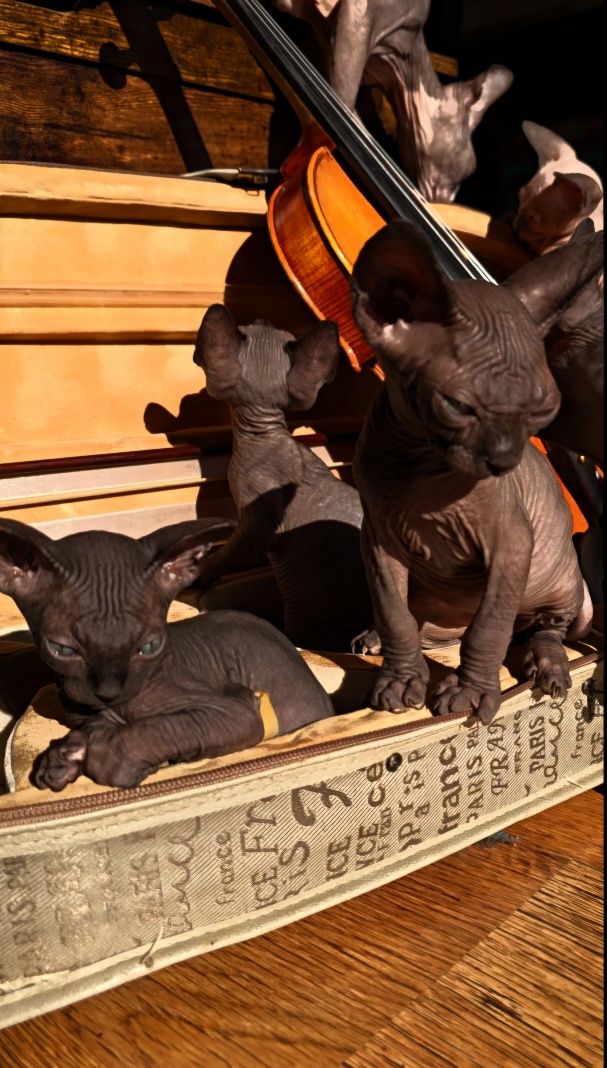 Przepiękny kot sfinks,sliczny kocurek  sphynx