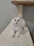 Kocurek Maine coon Majlo