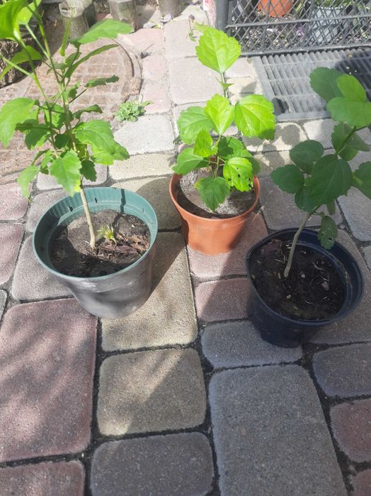 Гібіскус сірійский