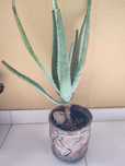 Planta aloé vera