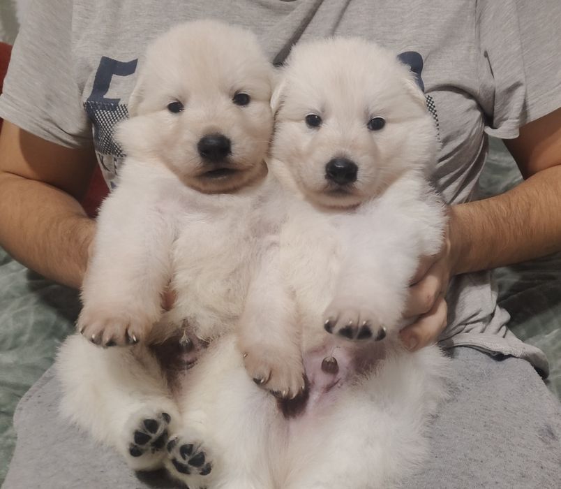 Biały Owczarek Szwajcarski super piesek Rivulus FCI ZKWP