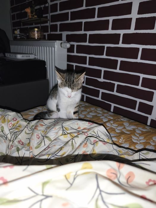 Mela. Kotka do adopcji