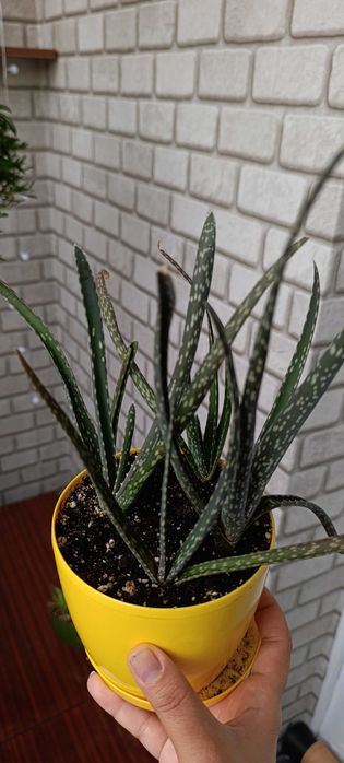 Кімнатні квіти алое санса сансевієрія діоскорея слонова