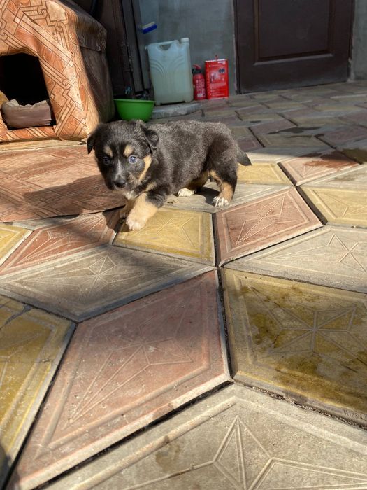 Отдам щенков в добрые руки.