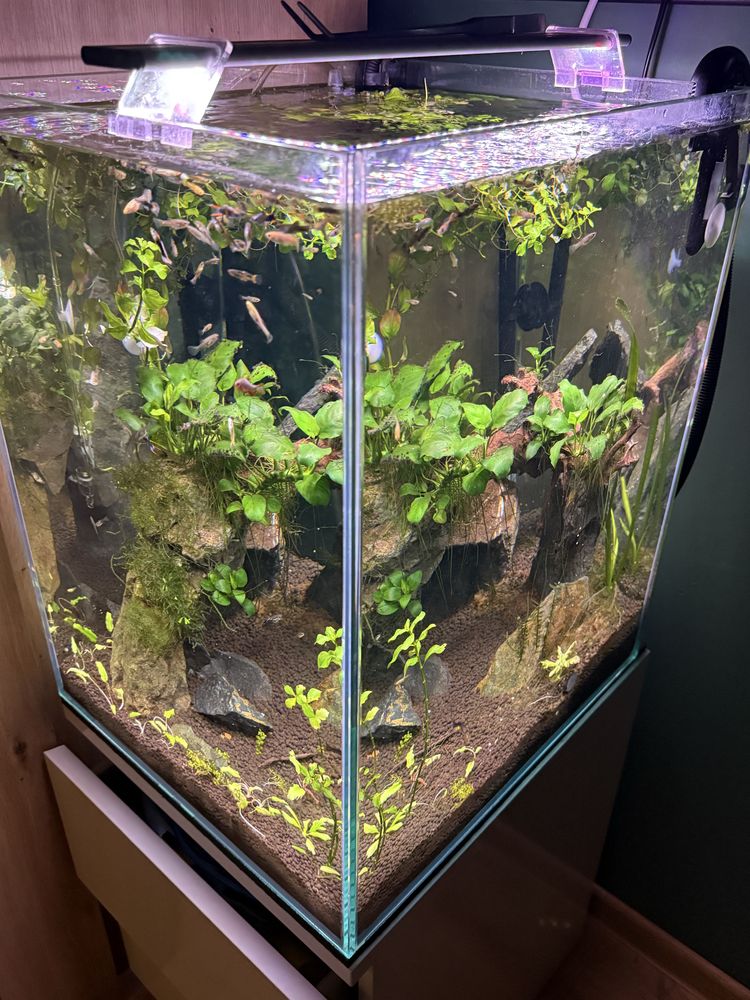 Akwarium kosta 40x45x55 caly zestaw z obsadą