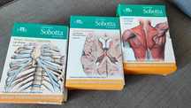 Anatomia Sobotta fiszki