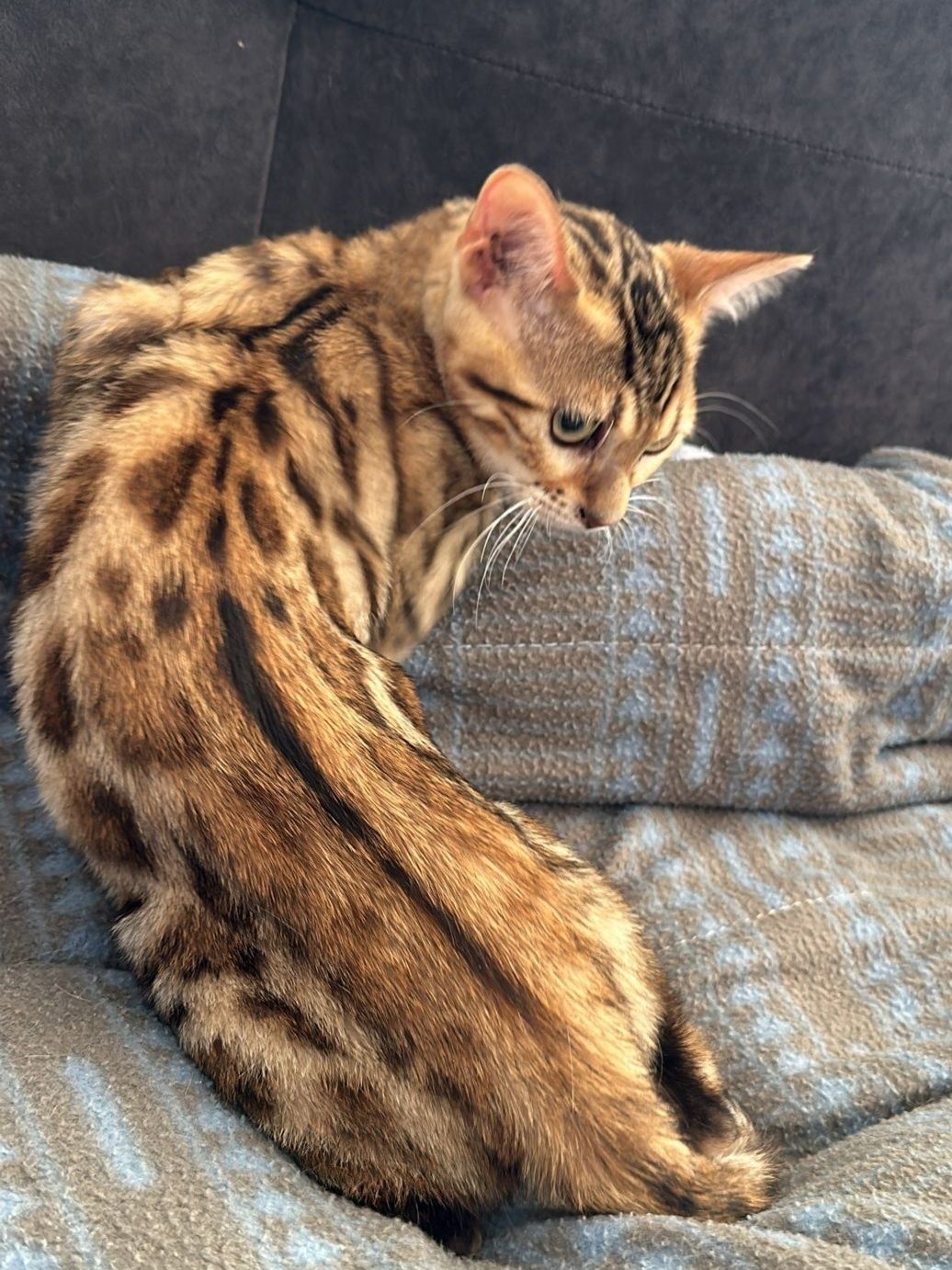 Gatinho macho bengal
