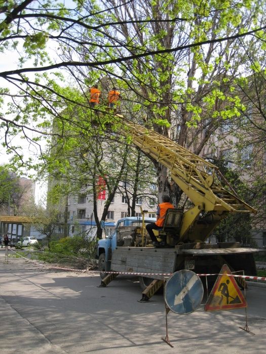 Спил, обрізка дерев