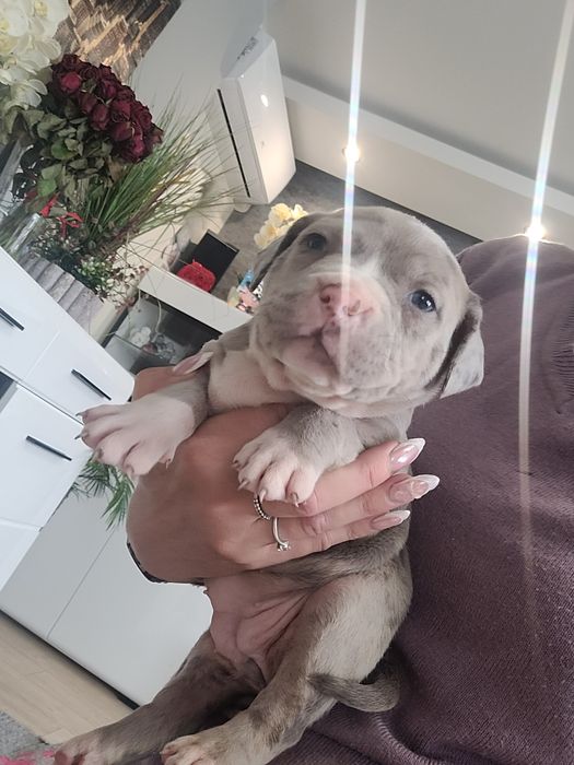 American bully suczka blu merle pocket
