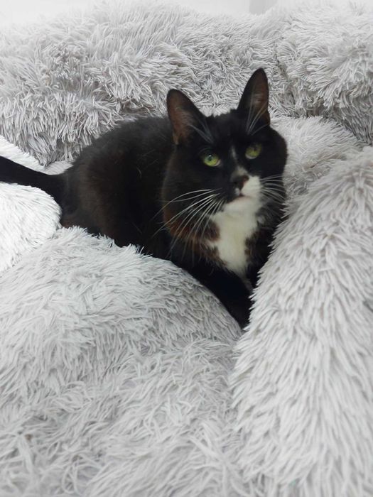 MILORD - Schronisko dla Zwierząt w Ostródzie