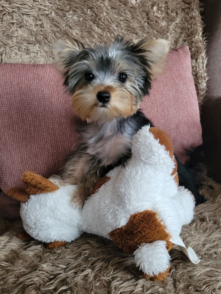 Yorkshire terrier piesek