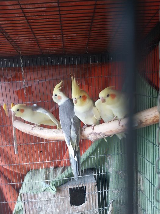 Mam w ofercie papugi nimfy młode 2,5-miesieczne