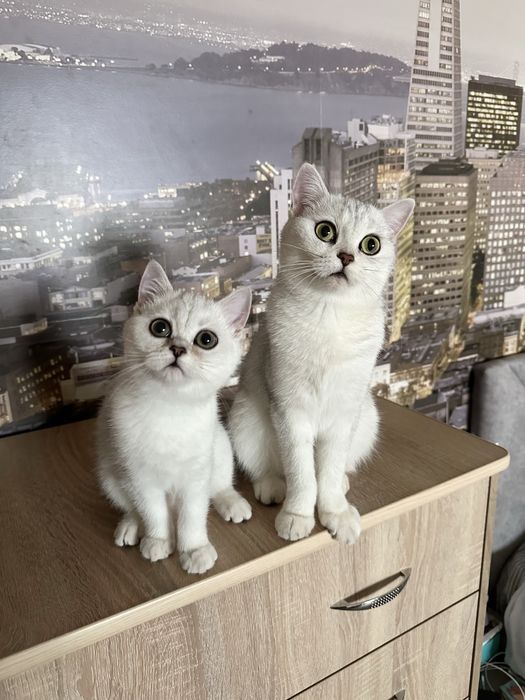 Кошеня срібна шиншила