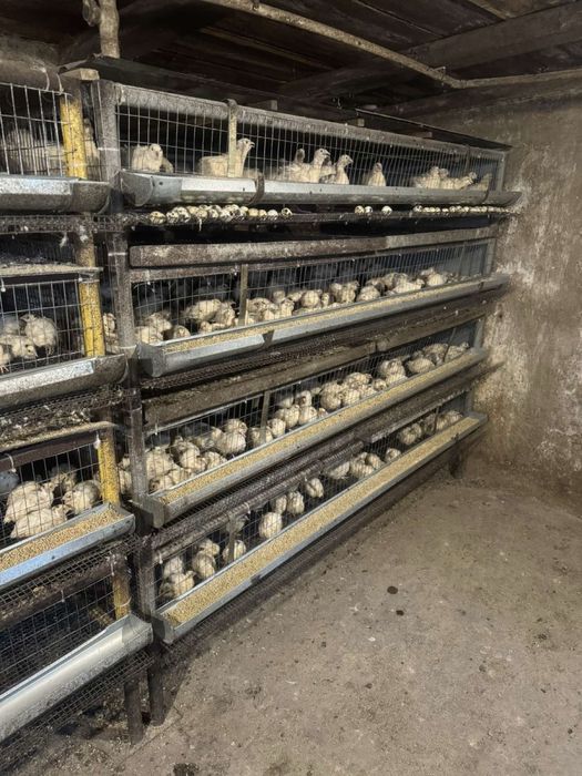 Перепелиная мини ферма