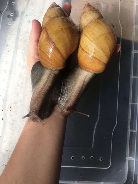 Улитки ахатина родацыя