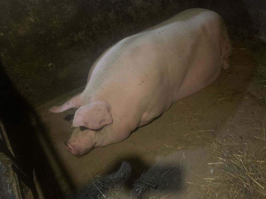 Продам свиноматку