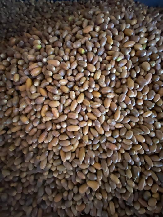 Suszone żołędzie na opał