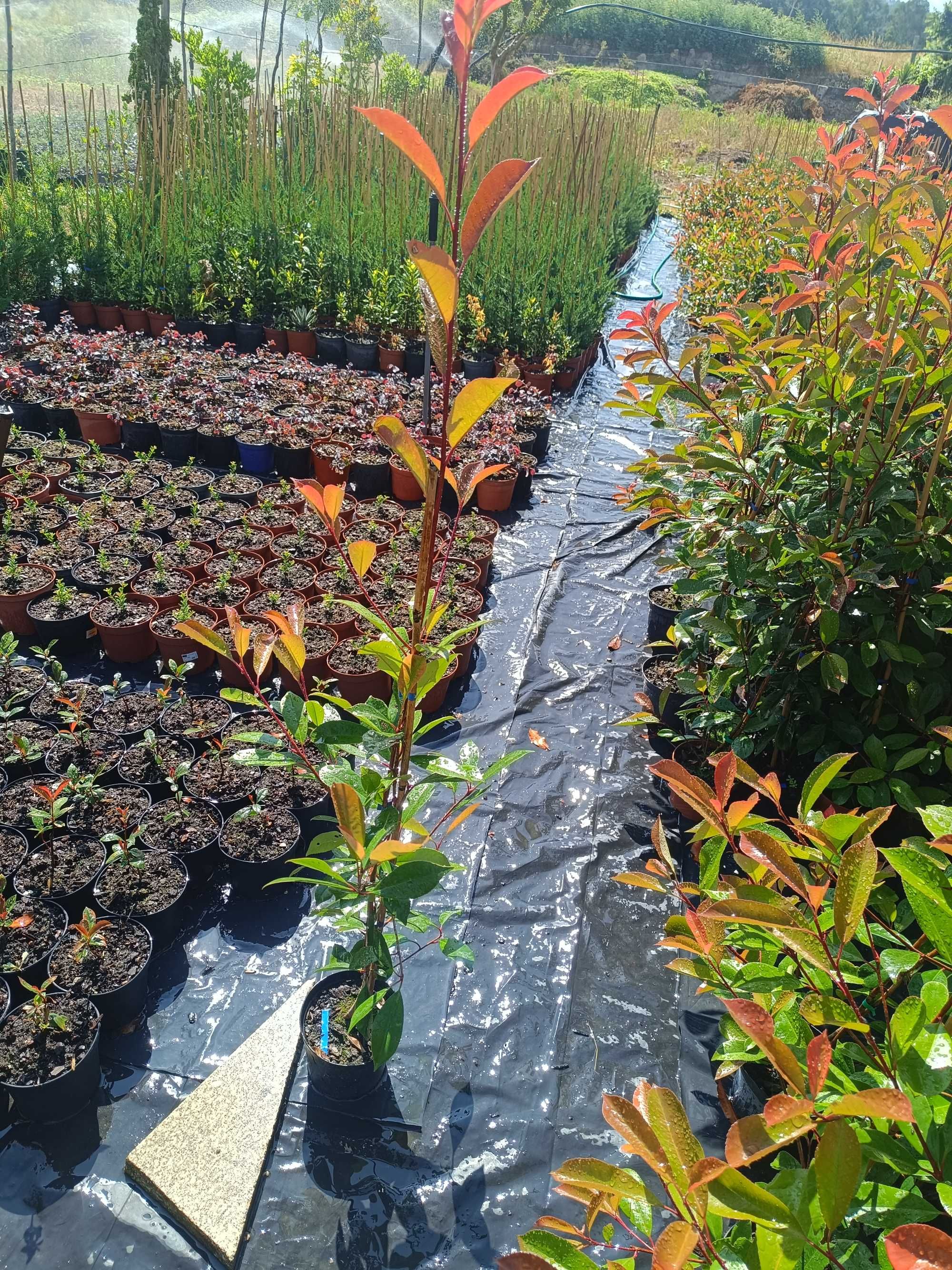 Photinia/ fotinia para jardim