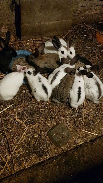 COelhos de boa qualidade. Entrega gratuita para Castelo Branco.