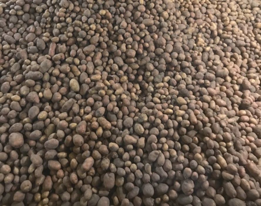 Картопля домашня