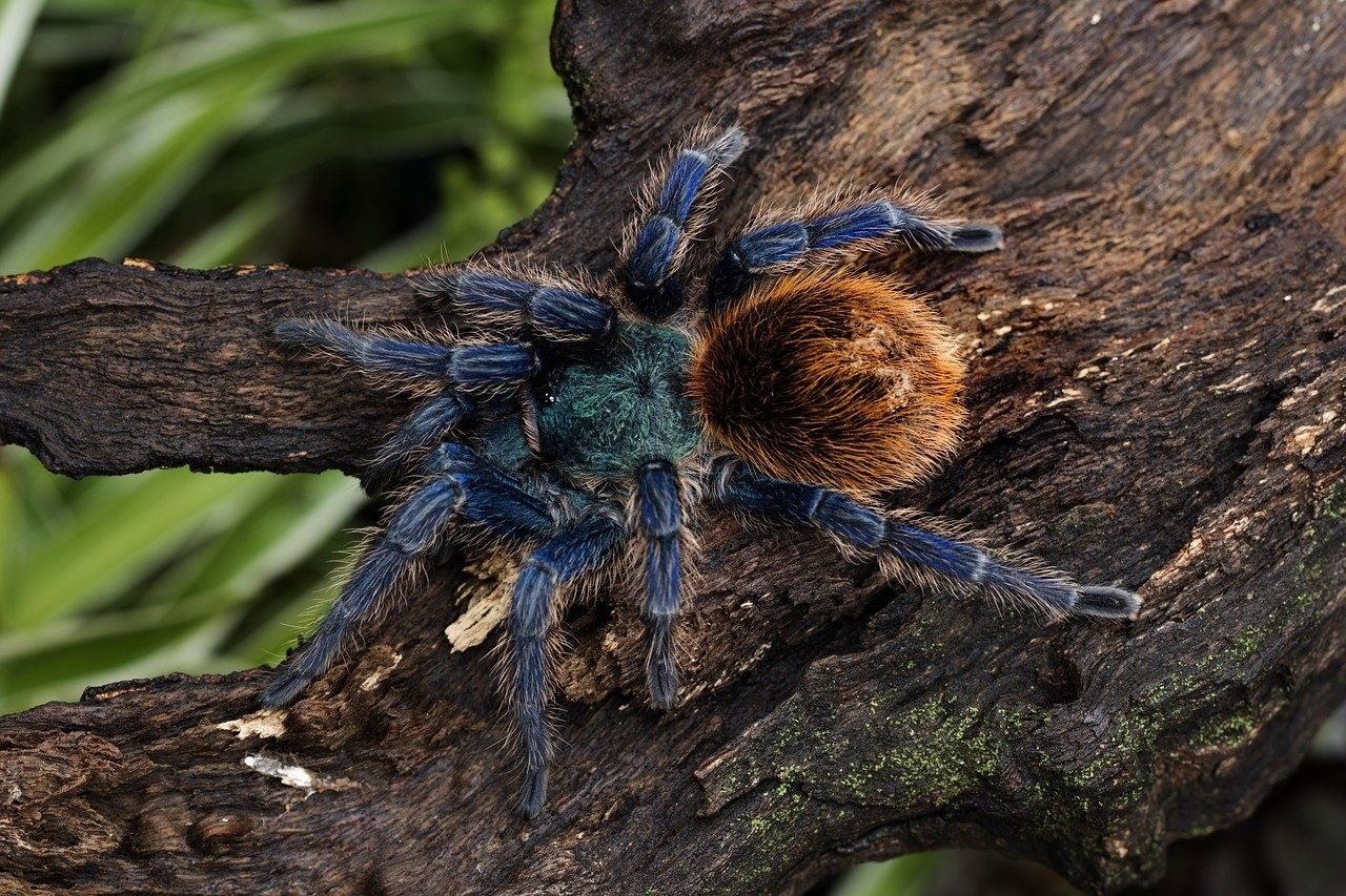 Chromatopelma cyaneopubescens L6/7, piękne, zdrowe - Poznań