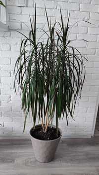 Dracena. Kwiat w doniczce.