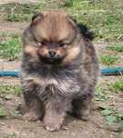 Szpic miniaturowy , pomeranian suczka 600gr